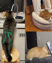 ����˵��è��ɶ�ã�����ͼ������