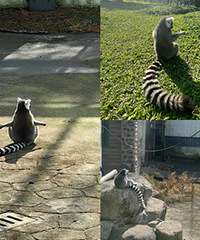 ȥ����԰��˭�ܸ��������ڸ�ʲô