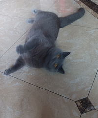 91172CMĳԱ飬һֻ14ķè