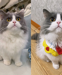 ����ţ���ô�ɰ��Ĳ�ż��Ȼ�Ǽ��