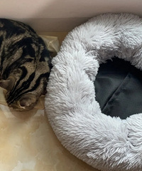 ������һ�£����ǵ�è����˯è����