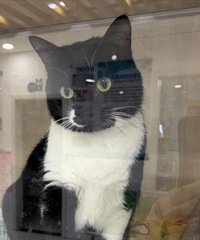 2ֻ���è����ţè�ܵܣ����������Ѿ����Ѵ�����