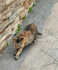 ��Ȼ����Ͷʳ����������ô�䣬����è��ô�ȹ���