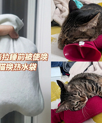 我爸心疼猫儿子,睡前让我给猫热水袋换水