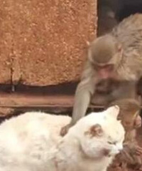 “猴猫共处事件”后续,央媒发声了