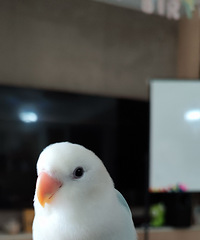 ��ĵ������2����������ӣ�С�����ڷ������񱦱�