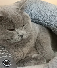 ׼�����棬�������ĸ����ӣ���������һ��