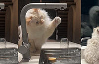 ϲ����ˮˮ��è�䣬һ��ע�������ȥ��Ӿ��