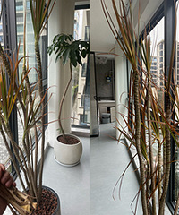 �ҵ���Ѫ��һֱ��Ҷ�ӣ����ܾȻ���