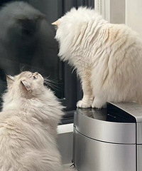 �緹����̸���У�����˭�Ǵ��