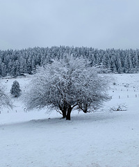 赴一场冬雪的浪漫,仙女山特种兵一日游记