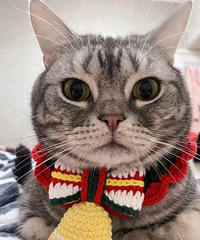 ����˵��11���������ͷ����������˧��˧�ȵ�