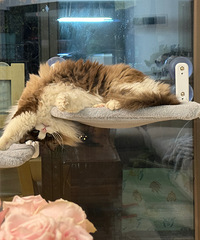 [�ѵ�]95��170CM�ľӼ������������飬��3ֻ��żè