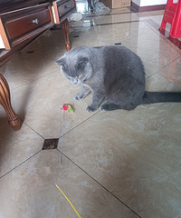 91��172CM�ĳ���Ա�������飬����һֻ14��ķ�è