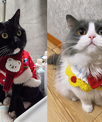 过年了,猫猫狗狗也要穿新衣呀