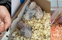 0Ԫ����ĵ�����ģ����Ѽҵ�С���Լ��µ�������