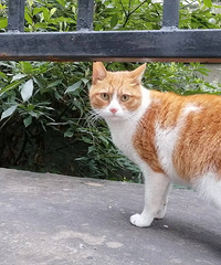 �ְ�ɨ���ĵ�����è�ϼ������Ǿ����ĵ�զ��