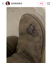 ��ֻ��è��ܣ��ý�����һ�£�ѩ��ѥ��˺����