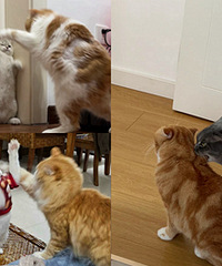 һ��Ҫ��2ֻè��ÿ��ȿ���Ӱ������