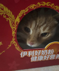 èһֱ��ͬһ��è����Ļ����𣿱��뻻������