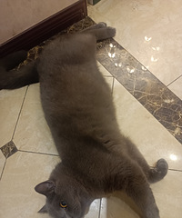 91��172CM�ĳ���Ա�������飬����һֻ14��ķ�è