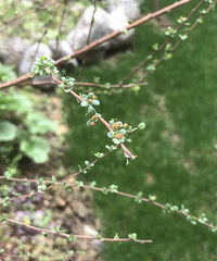 �¶������ֵĻ�ȫ��������ֻ���ڴ�����ɫѩ��