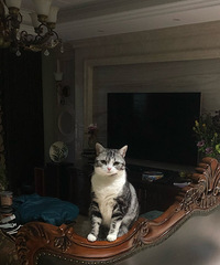 93171CMԵС飬ϣԷ28꼰