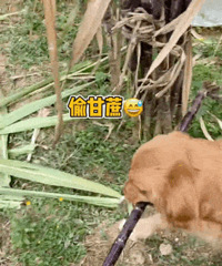 �ش�Ĺ����ѳ��ס���ˡ����ɴ���gai������