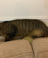 ����ů��Ƭûͣ���������ջ���һ��������è��