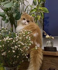 �ҵ�����״̬�ļ�¼�������ֻ���һ���˵���ҹ��and��ֻè