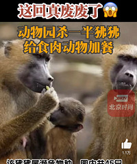 德国动物园杀一半狒狒喂给食肉动物