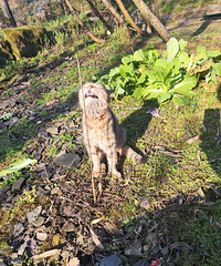 ��Զ������������ܲ˵������쳤Х��Сè��