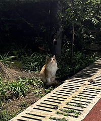 ɢ������1ֻ��ɣɣ��è����ץȥϴ�赫�ܵ÷ɿ�