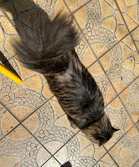 С���Ͼ��������è������ɹ̫���ĺô���