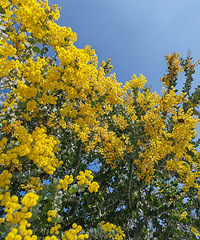 �ֵ���ϻ����ļ��ڣ�һ̧ͷ��ӵ�н��ɫ�Ĵ���