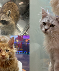 �������꣬�о�С�����������ɣ