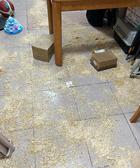 3ֻ����è�䣬�����ڼ��������ĳɹ�������