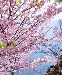 èɽӣ԰ӣѾʢˣɽҰ