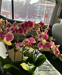 �������ʺ��򻨵ļ��ڣ����˺��������˺ÿ�����