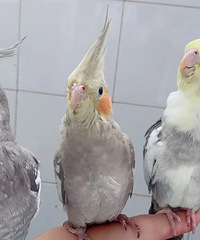 ������һ�£�è����Ҫ���棬����Ļ�������