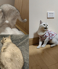 粘人的小猪咪,睡觉不挨着就要吼