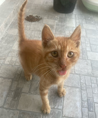 �����´����è�ܵܣ���һ���а�����������