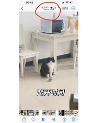 �����������ιè�ͻ�è���ˣ�������˵͵����è