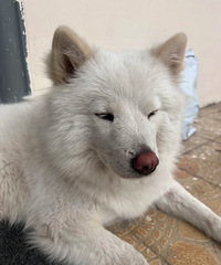 ��ũ������˵�С�����سǺ������Ĳ����� emo��