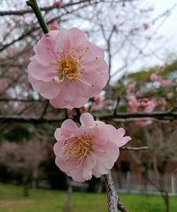 �ֿ������һ������Ѿ���ʼ�Բ��݋��ǵ�����������