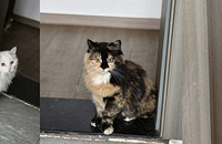 Ϊʲô�ϲ�����ʱ��èҪһֱ���ţ�����͵�ԣ�