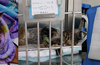 С��������̽𻢰ߣ���������׽�ʯ����������