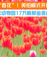 重庆动物园超十万株郁金香盛开