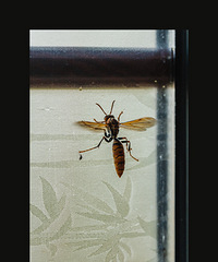 37��176CM�ĺ��鴴ҵ�������飬ϣ���Է�����160����