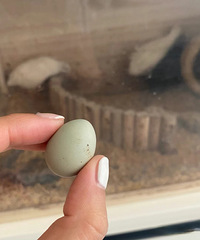 �������ʣ�«������Ļ��µ���«�������óԲ�